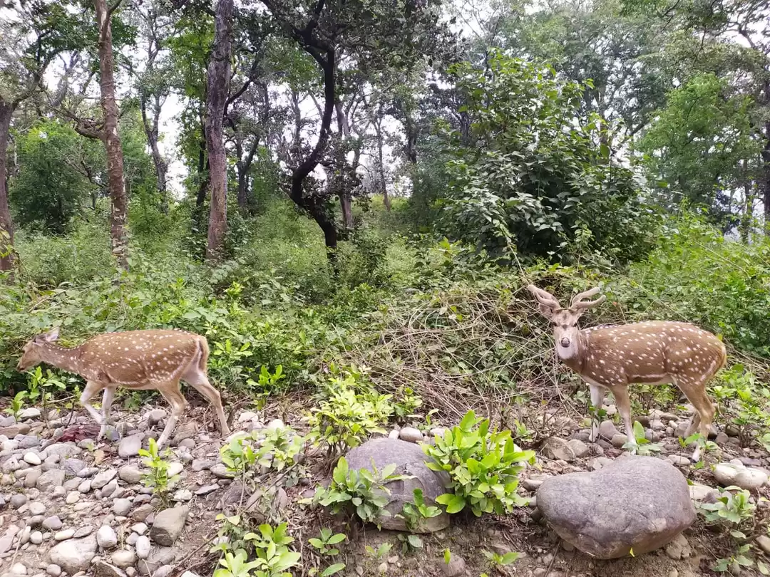 Photo of Jim Corbett | Kainch