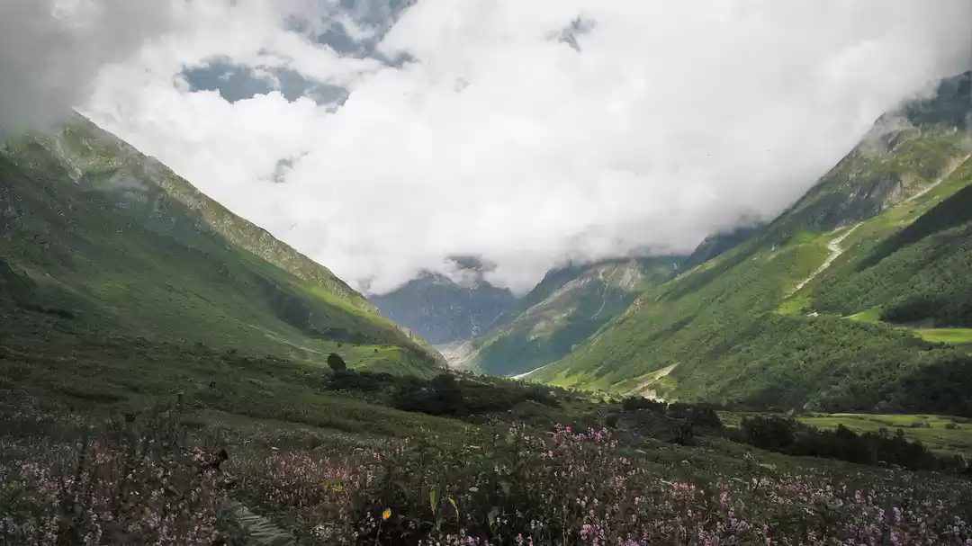 Photo of Valley of Flowers, A