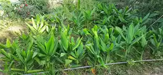 Photo of HIMALAYAN Love & New