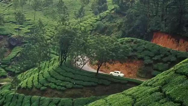 Photo of Memory of Munnar on
