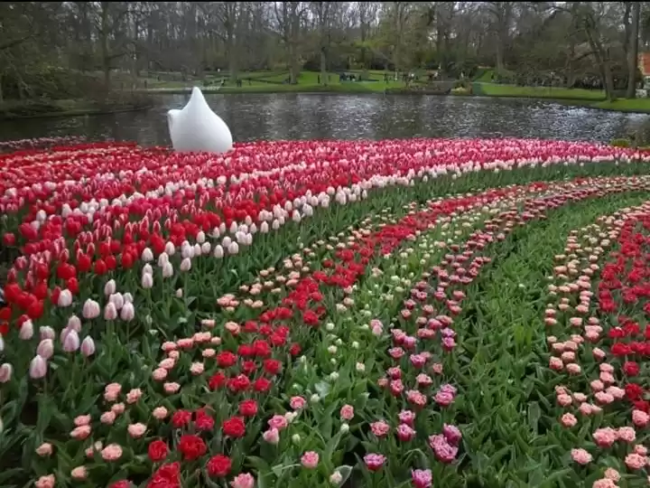 Photo of TULIP Bulbs - Keuken