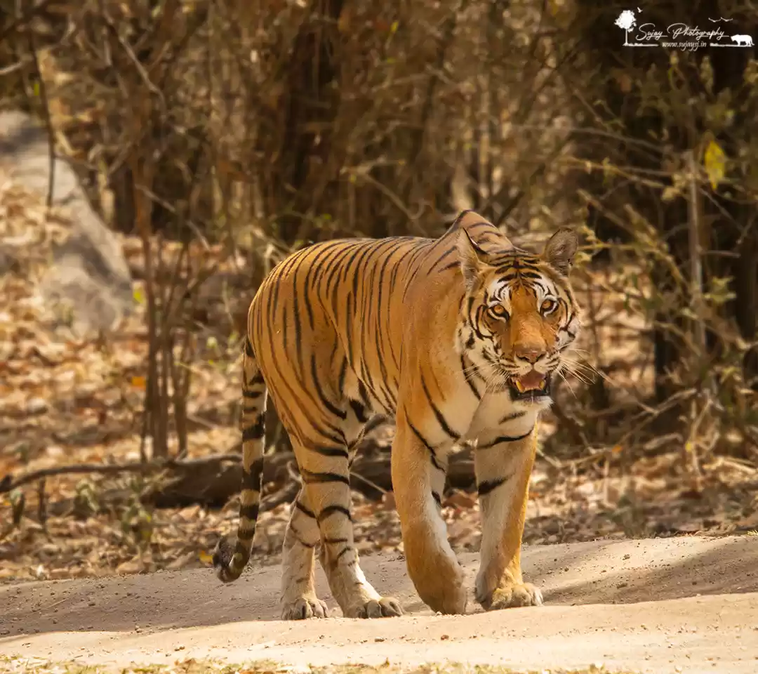 Photo of India - The tiger ca