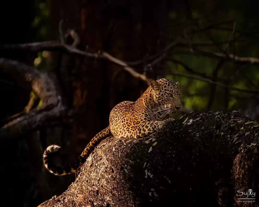 Photo of The spotted beauty i