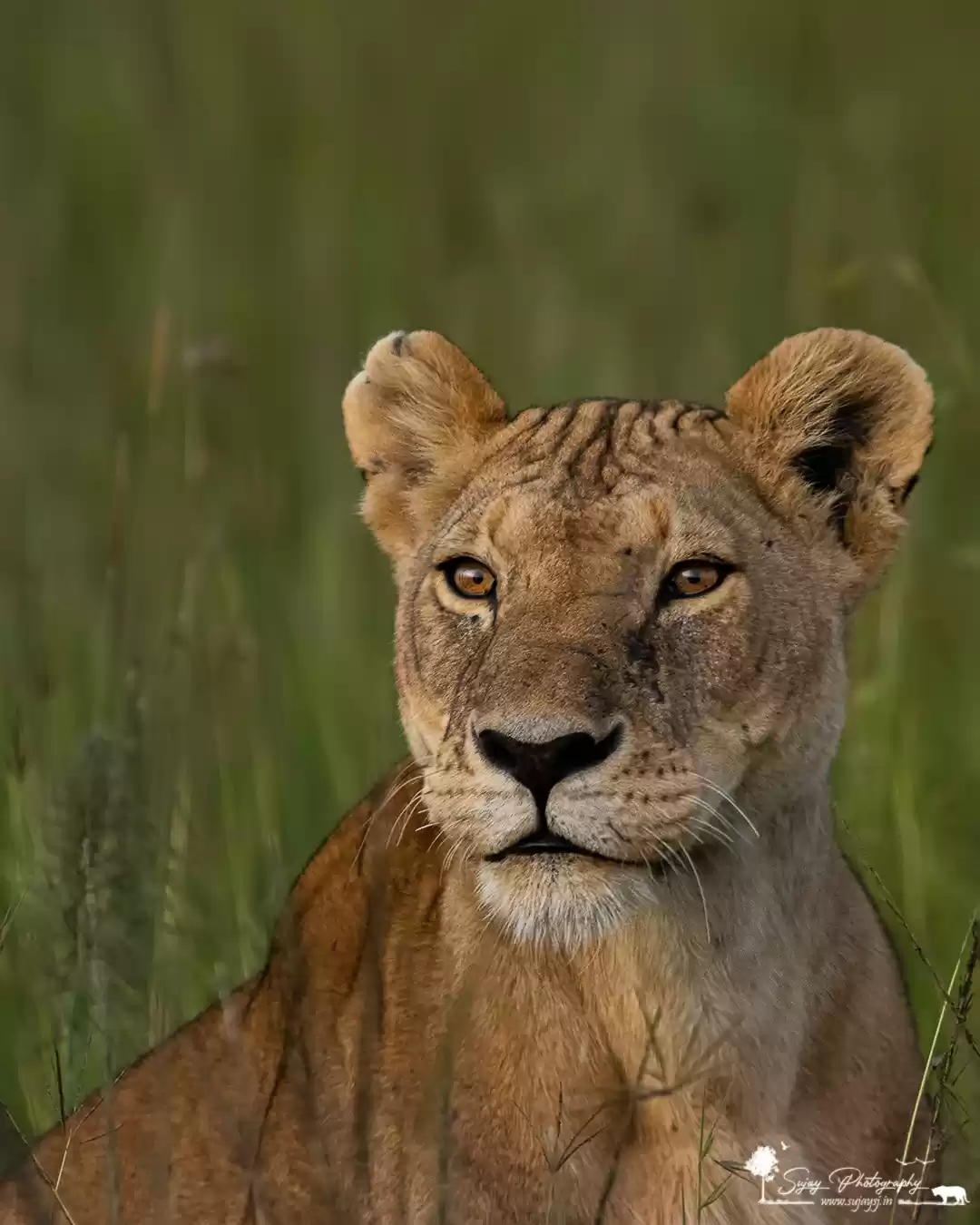 Photo of The alpha female
