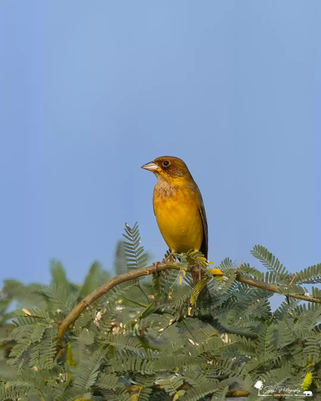 Photo of Small but pretty - R