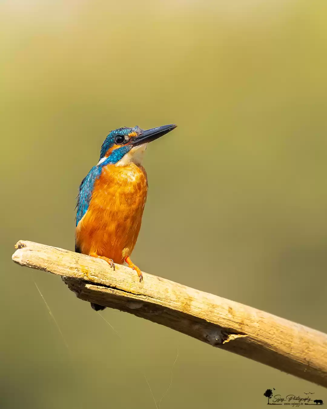 Photo of The King of good tim