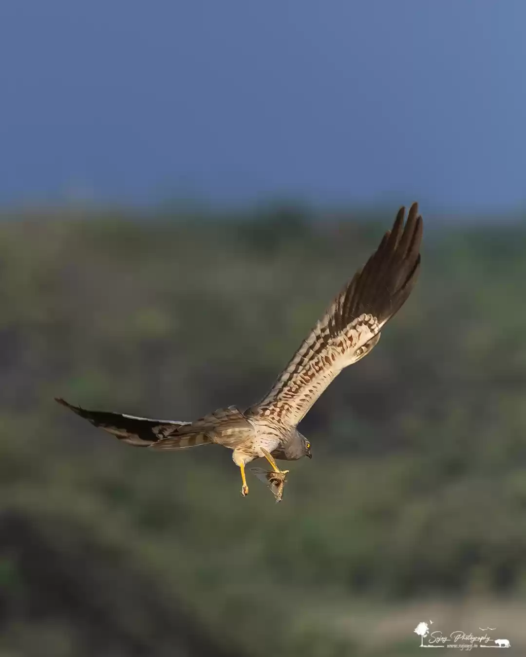 Photo of Meet the Raptors of 