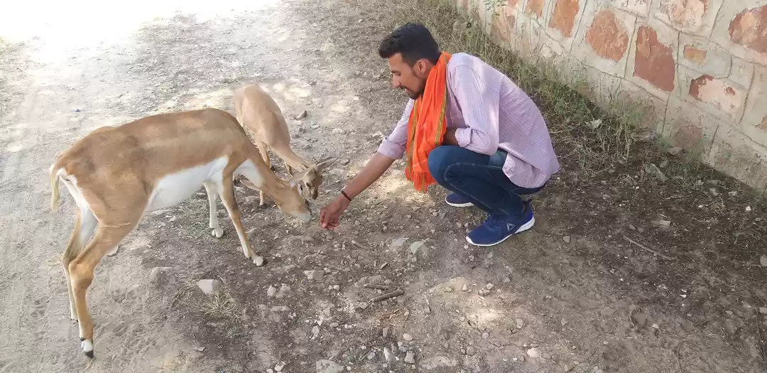 Photo of ##talchapar deer san