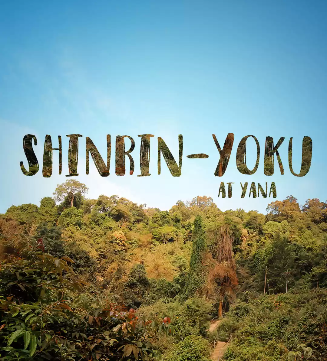 Photo of Shinrin Yoku at Yana