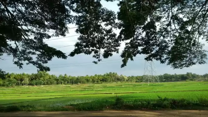 Photo of A Day in Royal City 