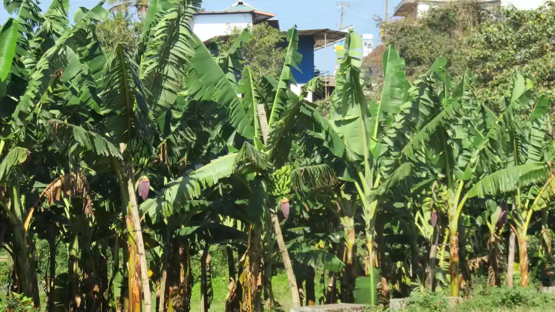 Photo of Thekkady - Periyar -