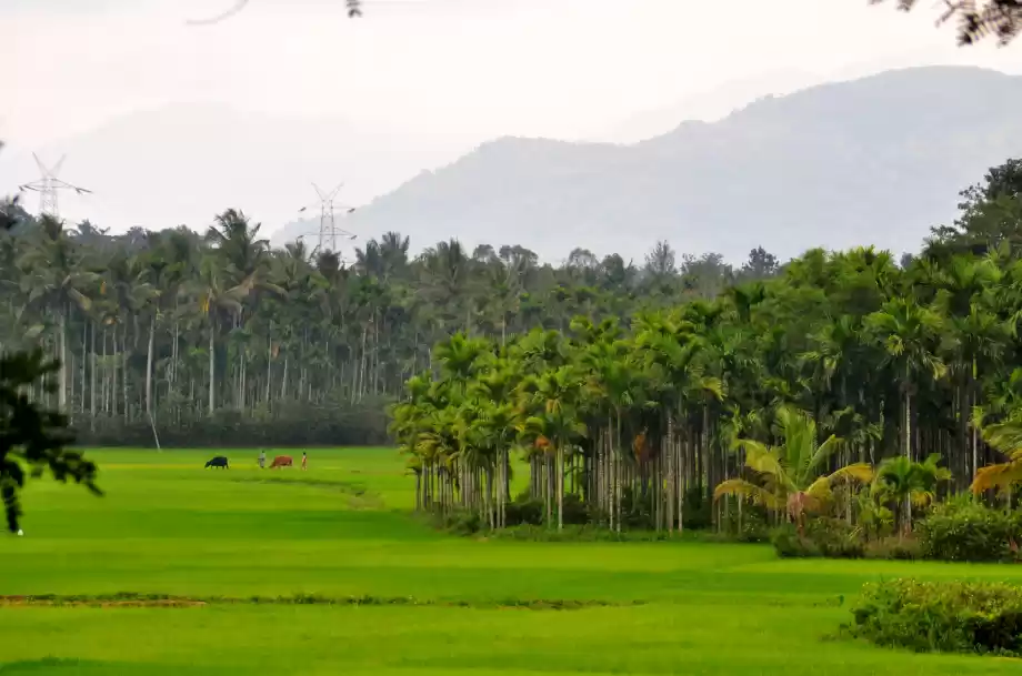 Photo of Wayanad, Kerala - Fi