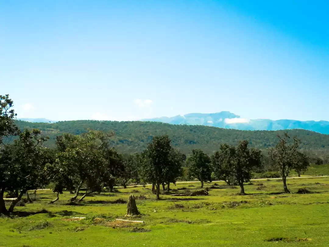 Photo of Mysore to Ooty via B