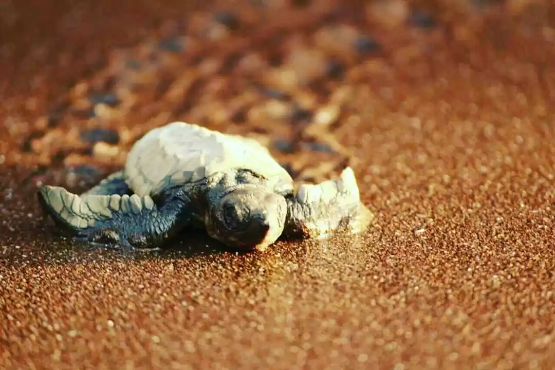 Photo of Offbeat turtle festi