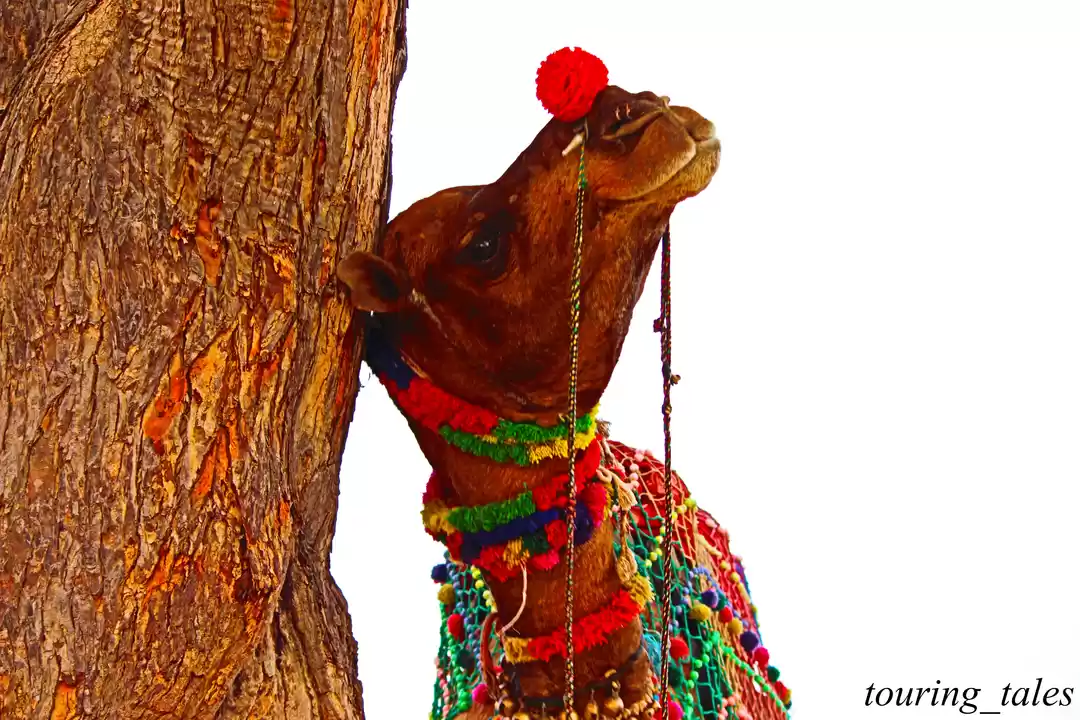 Photo of Excursion to Pushkar