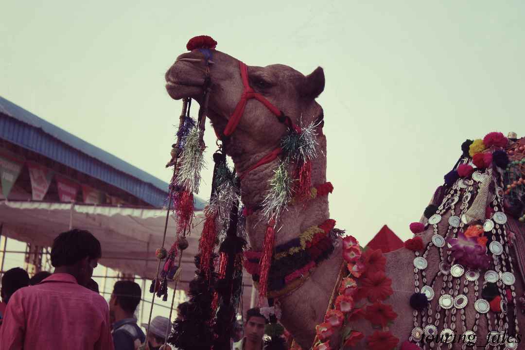 Start Your New Year With A Cultural Tinge Rajasthan This January Tripoto I need the easiest way possible. cultural tinge rajasthan this january