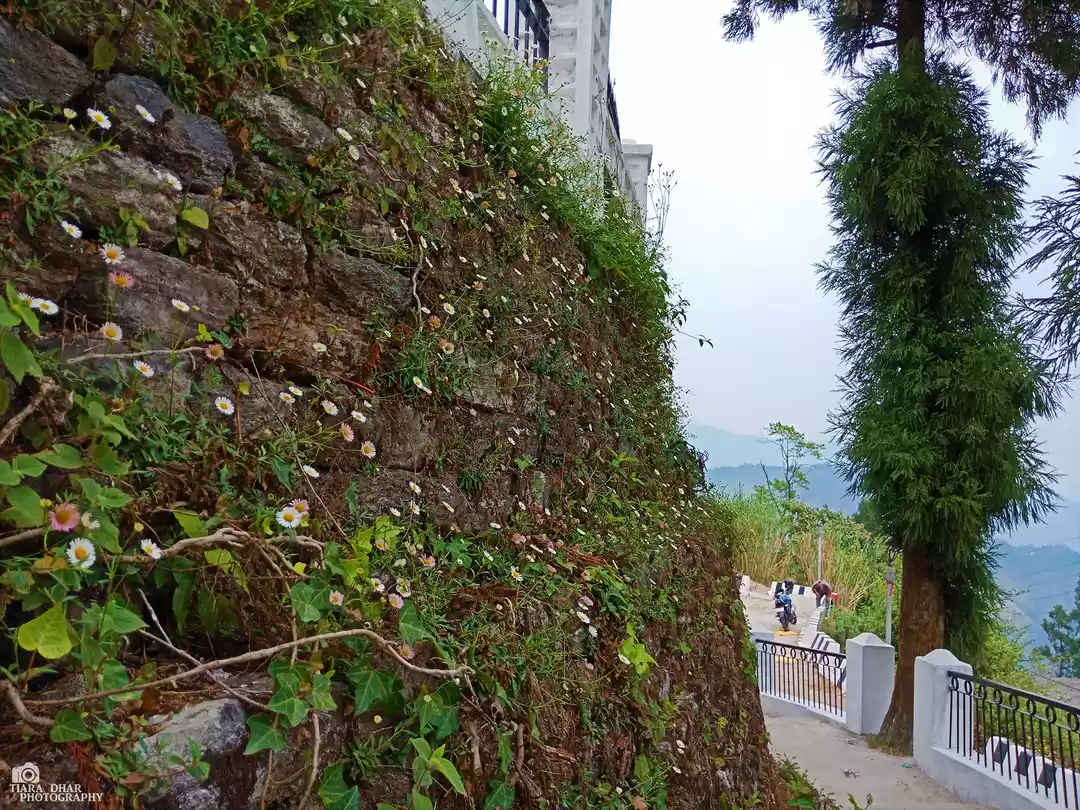 Photo of ...Of wallflowers an