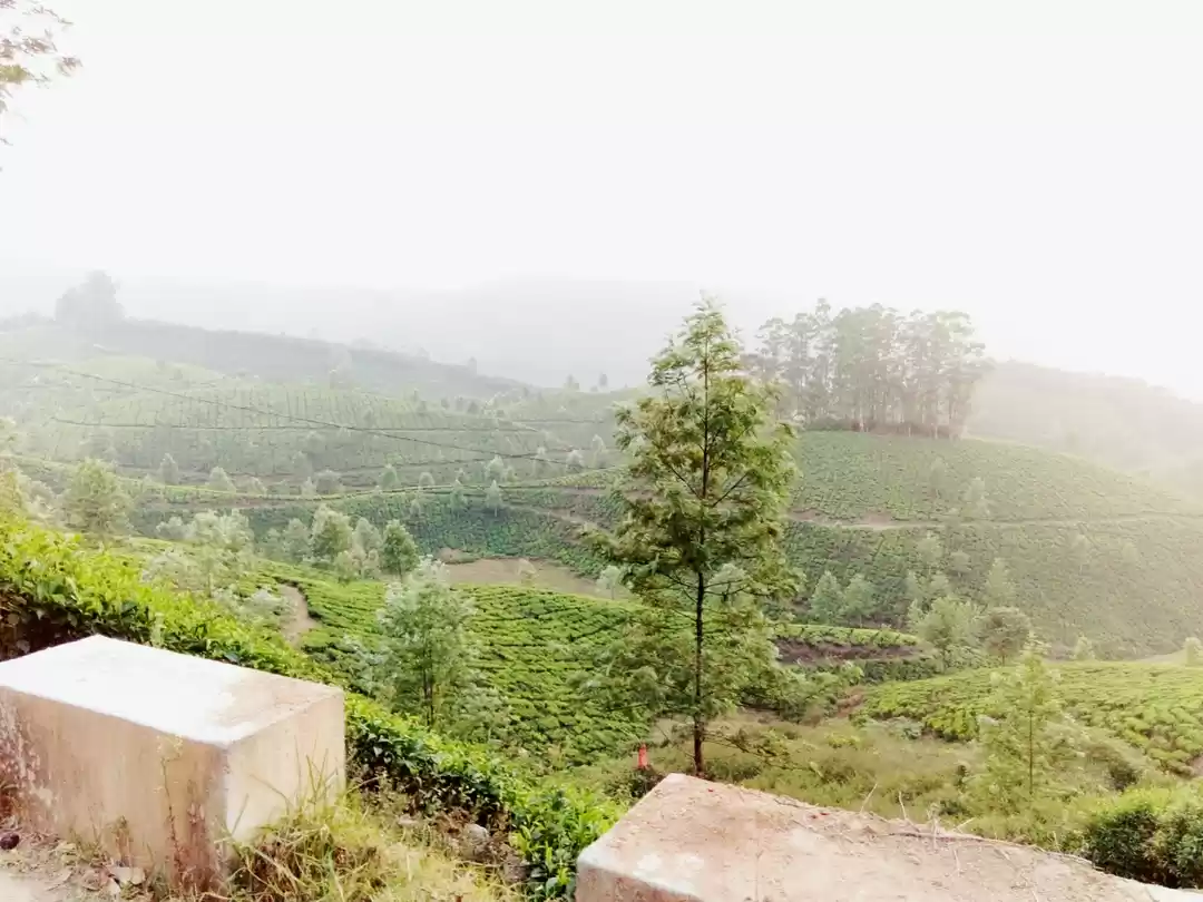 Photo of The Unusual Munnar- 