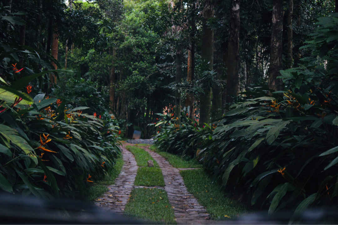 Wayanad An Unplanned Trip To The Lap Of Nature Tripoto