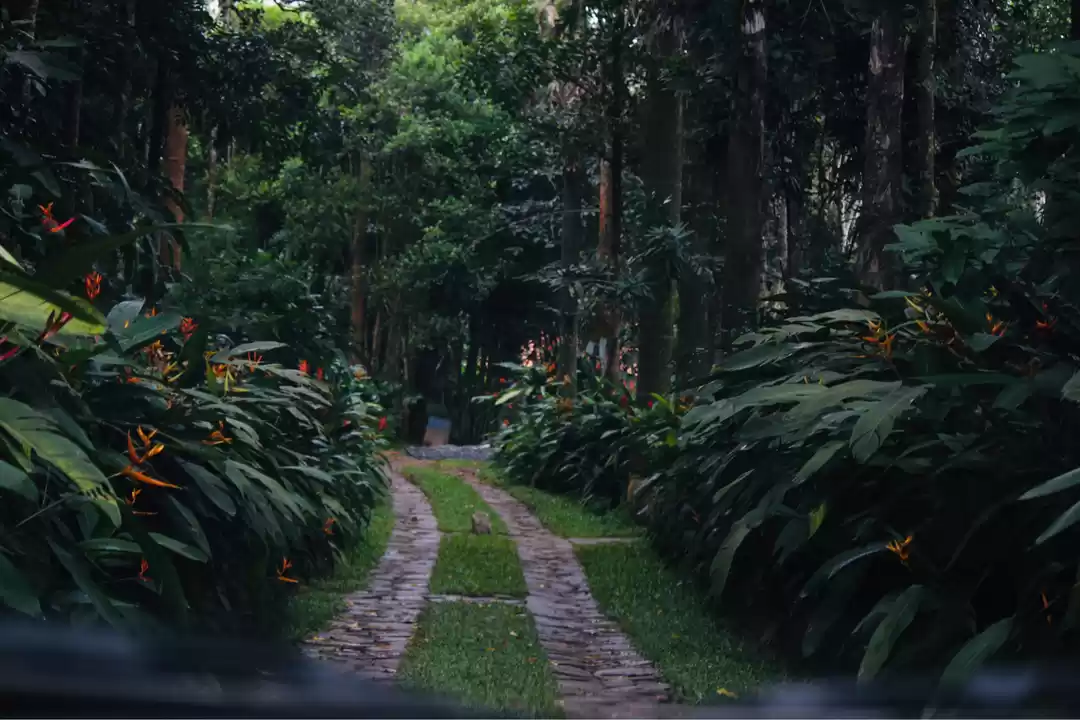 Photo of Wayanad- An Unplanne