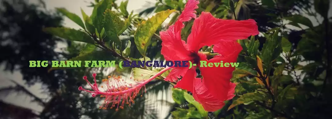 Photo of A Farm in the City o