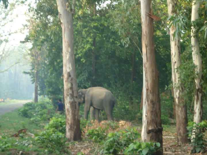 Photo of Visit this National Park on your next visit to Rishikesh to set a date with the elephants