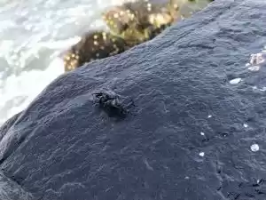 Photo of PONDICHERRY, TAMIL N