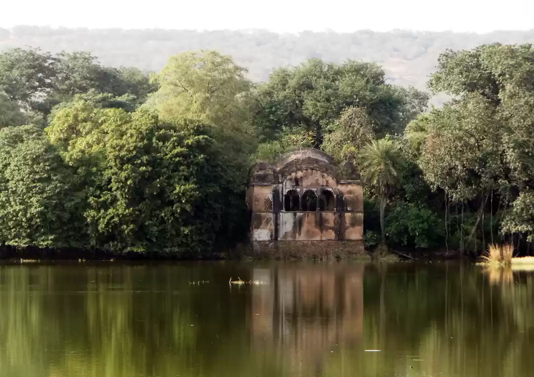 Photo of Tiger Trails: A Visi