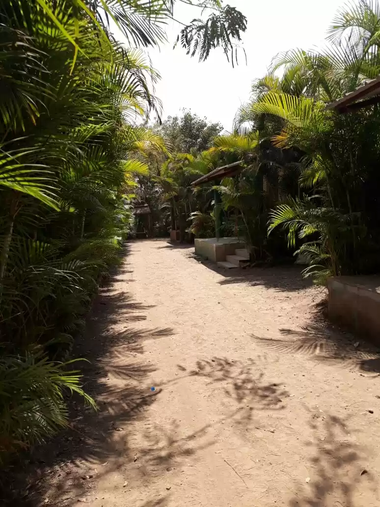 Photo of Peacocks and much mo