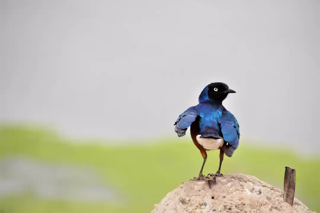 Photo of Jambo Jambo Africa -