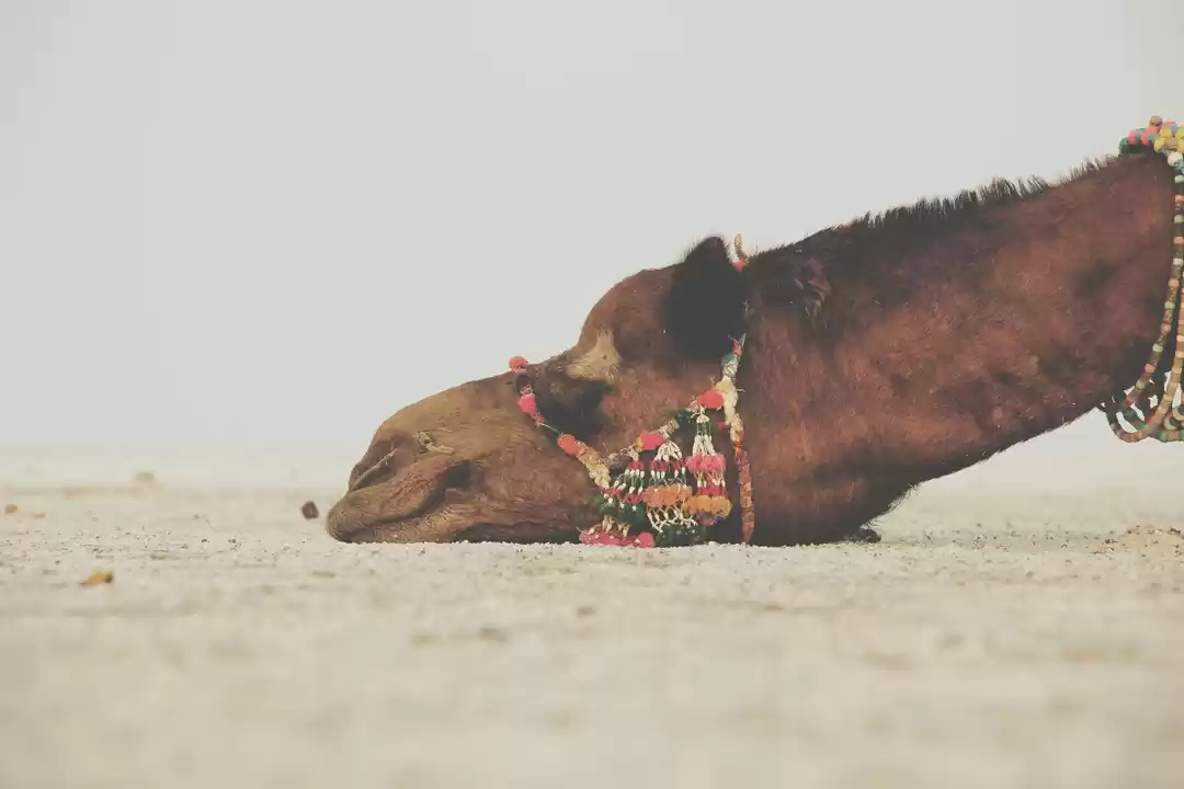 Photo of Kutch: Where Culture