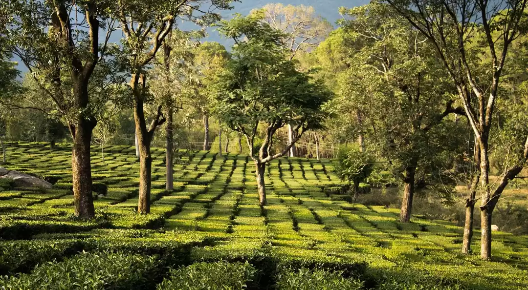 Photo of Beyond Mcleodganj an