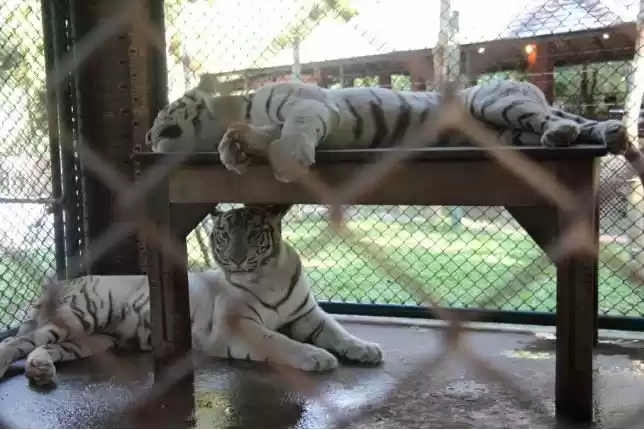 Photo of Chiang Mai - The won