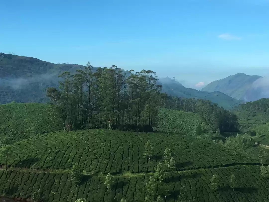 Photo of <u>Munnar: Amidst Mi