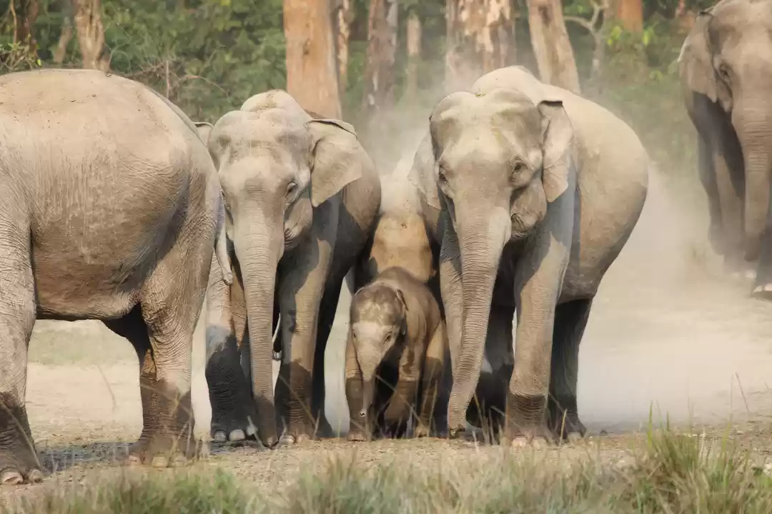 Photo of Dooars_ Wildlife Sim