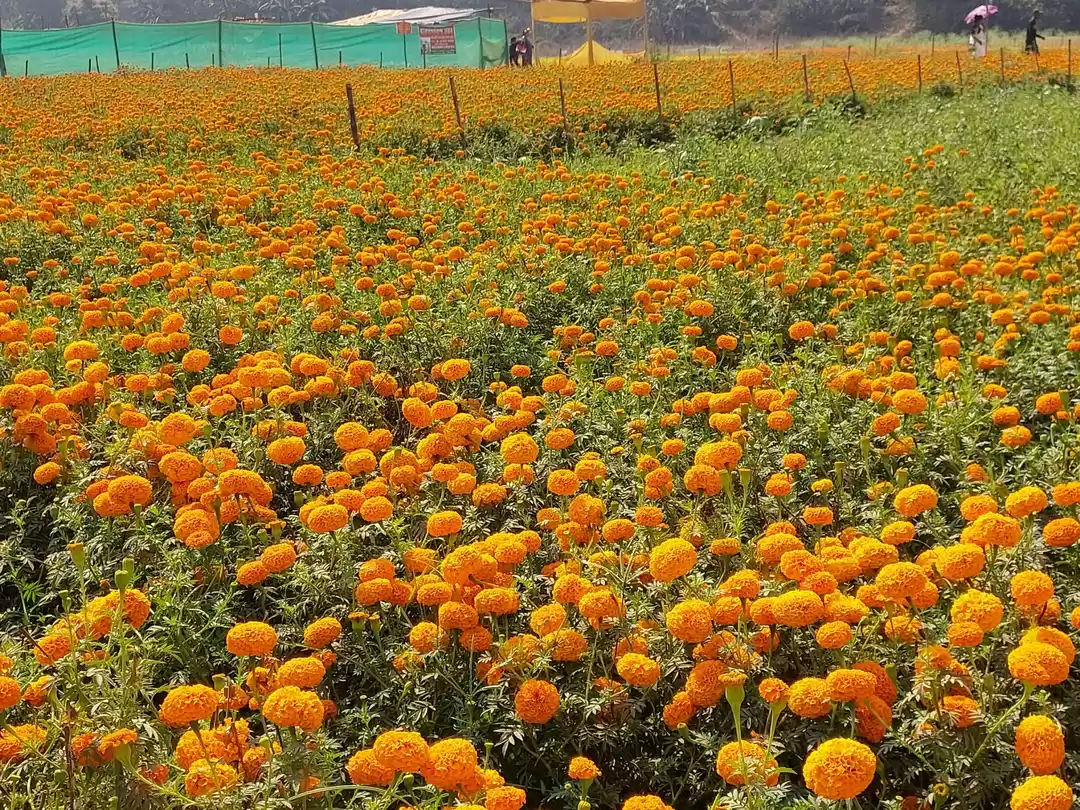 Photo of A perfect winter-tim