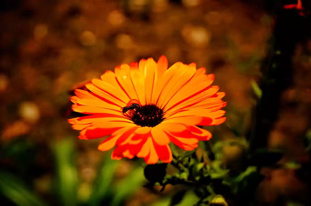 Photo of A Serene LANSDOWNE