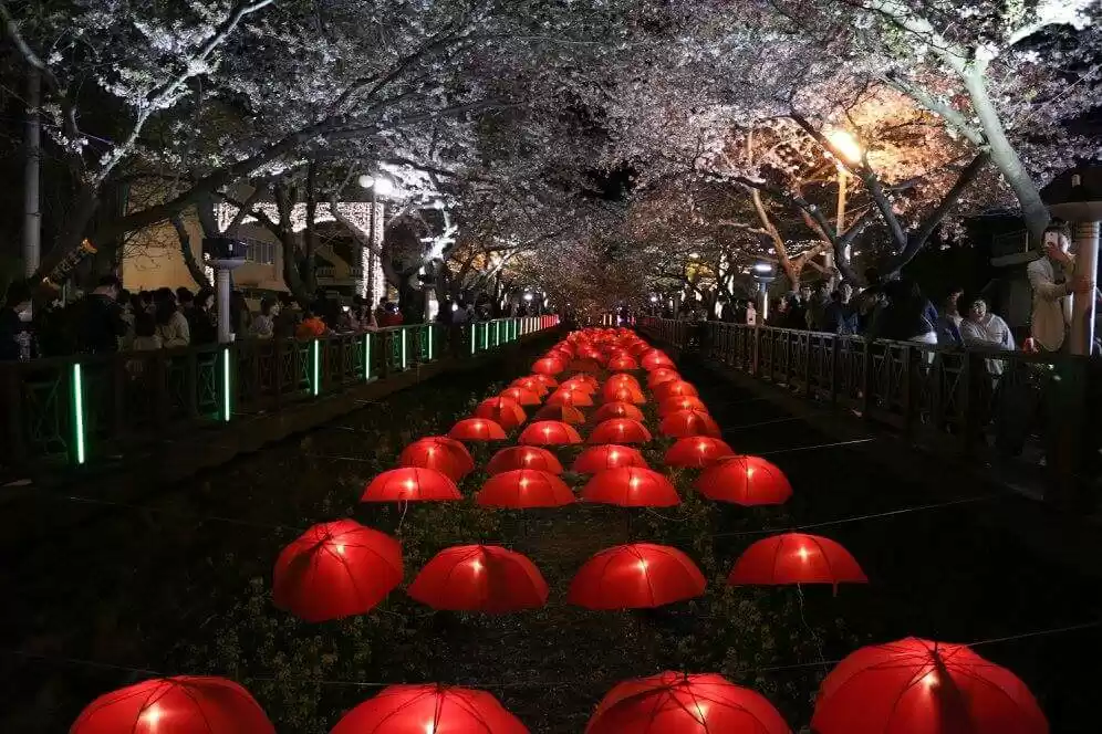 Photo of Jinhae Cherry Blosso