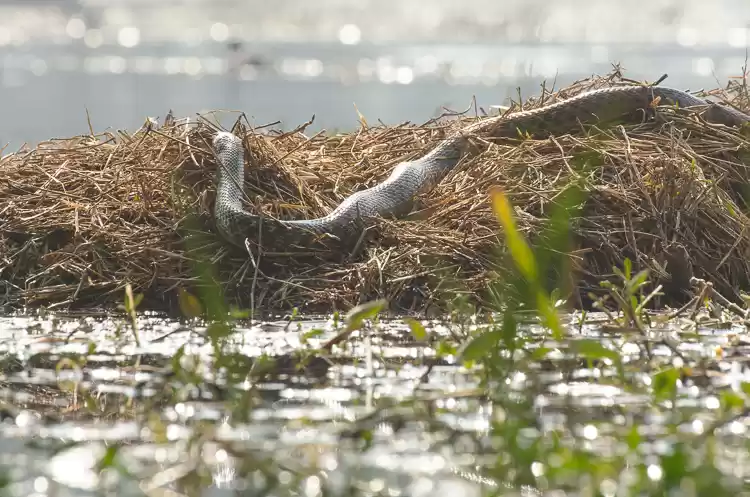 Photo of In Preparation of Pr