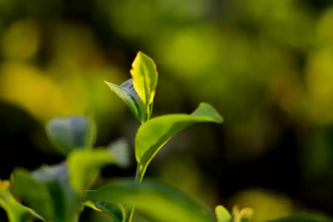 Photo of Tea, oranges and Nor