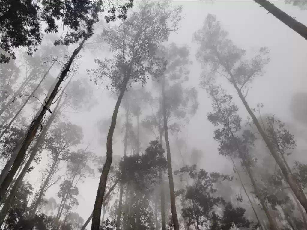 Photo of Misty Kodaikanal Tri