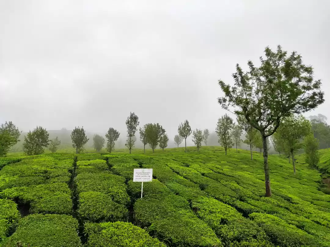 Photo of Munnar Diaries #Expl