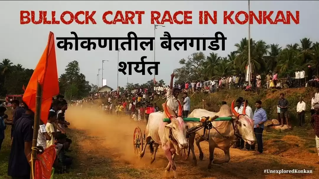 Photo of Bullock Cart Race in