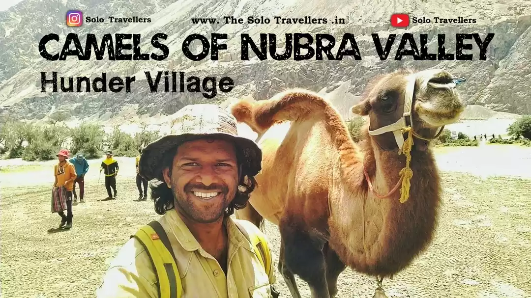 Photo of Double humped Camels