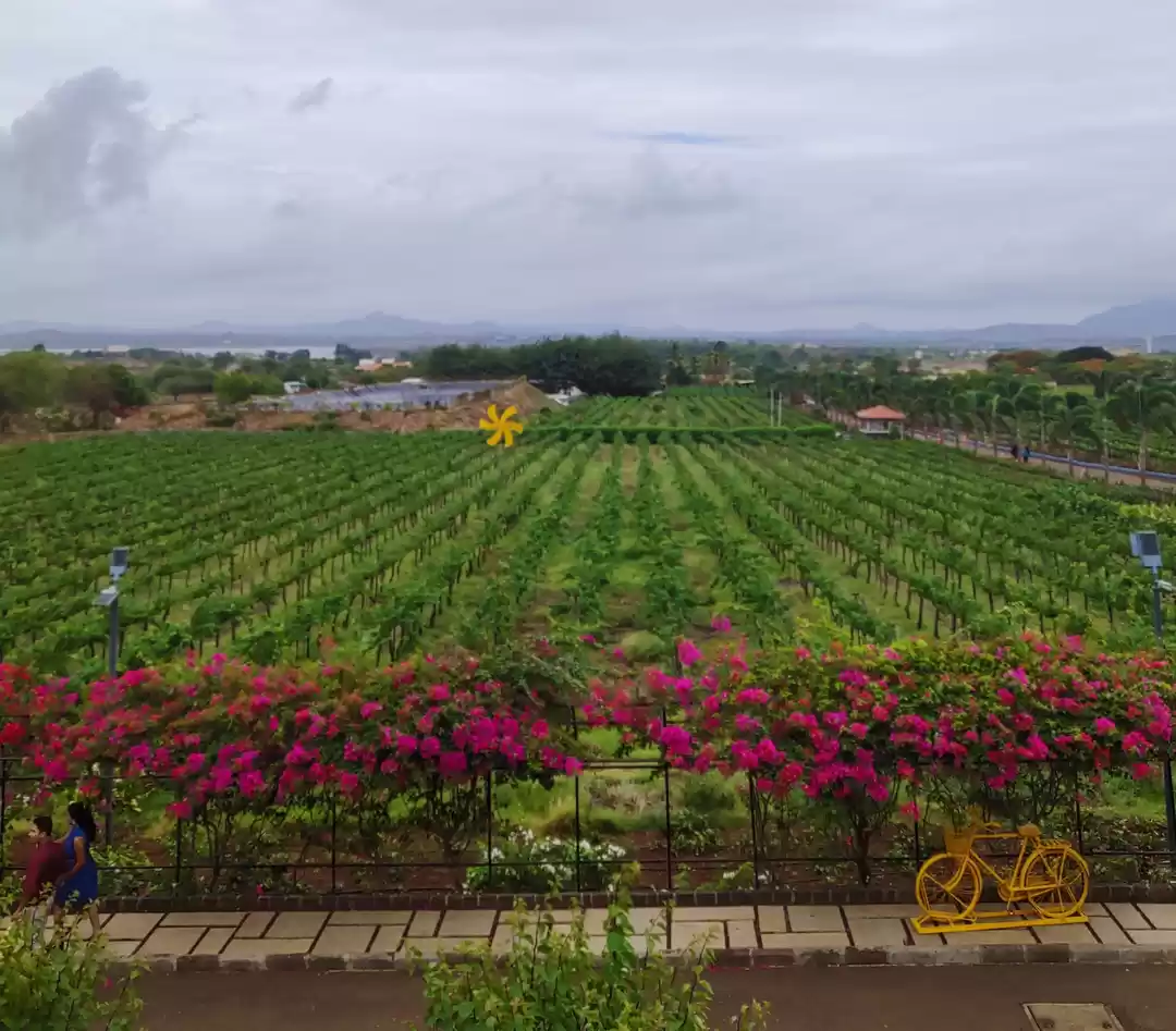 Photo of Sula Vineyards:Perfe