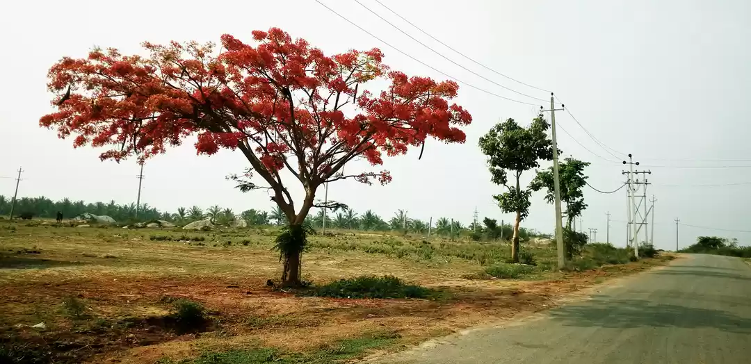 Photo of Artistic Shravanabel