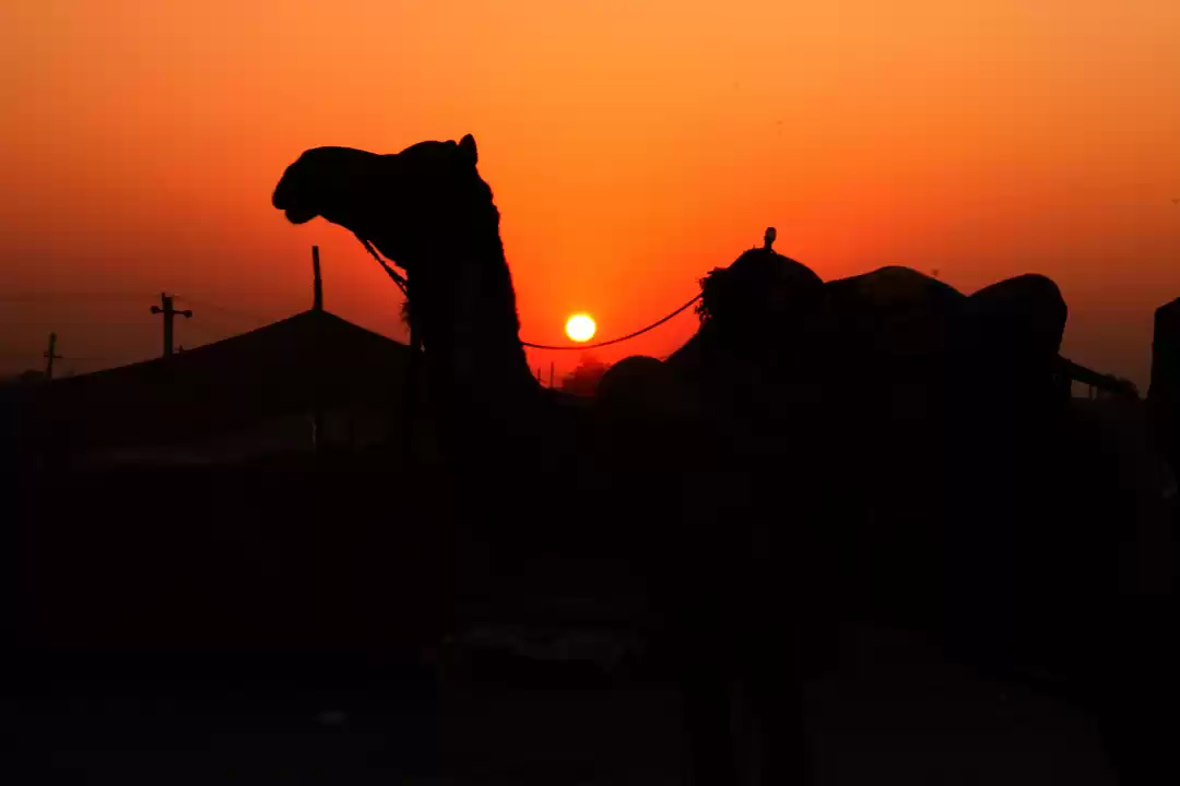 Photo of Pushkar Camel Fair