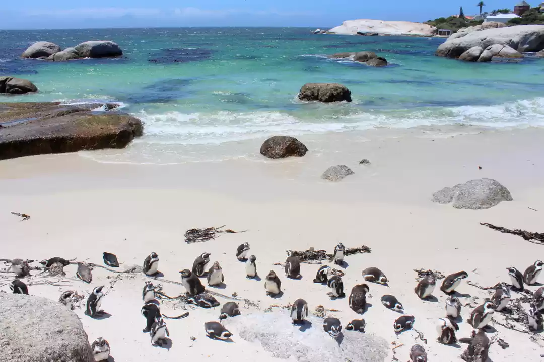 Photo of Spotting The Jackass