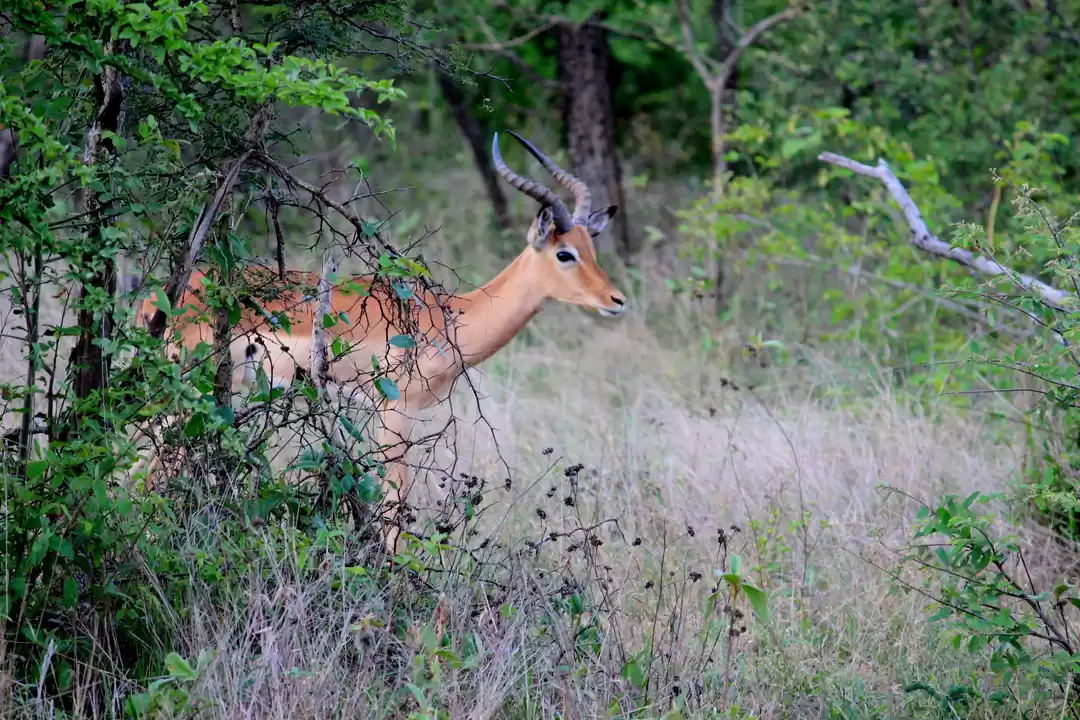 Photo of Spotting A Herd of A
