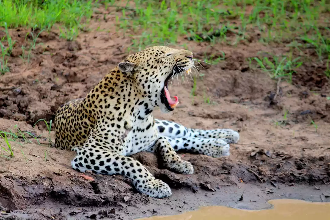 Photo of Following A Lone Leo